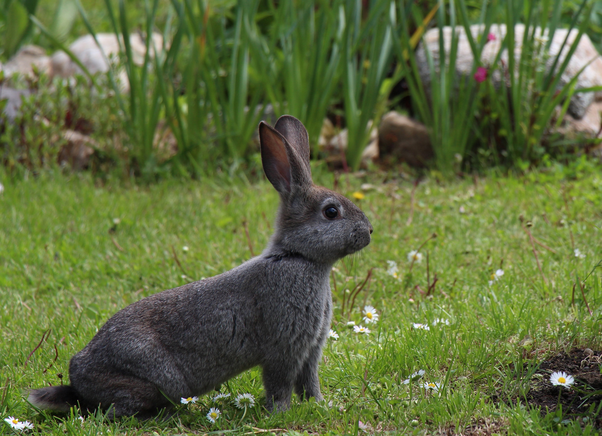 ambulatorioveterinariodirubano-6